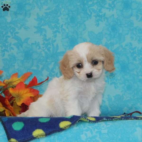 Raisin, Cavachon Puppy